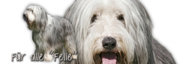 Spardose Bearded Collie